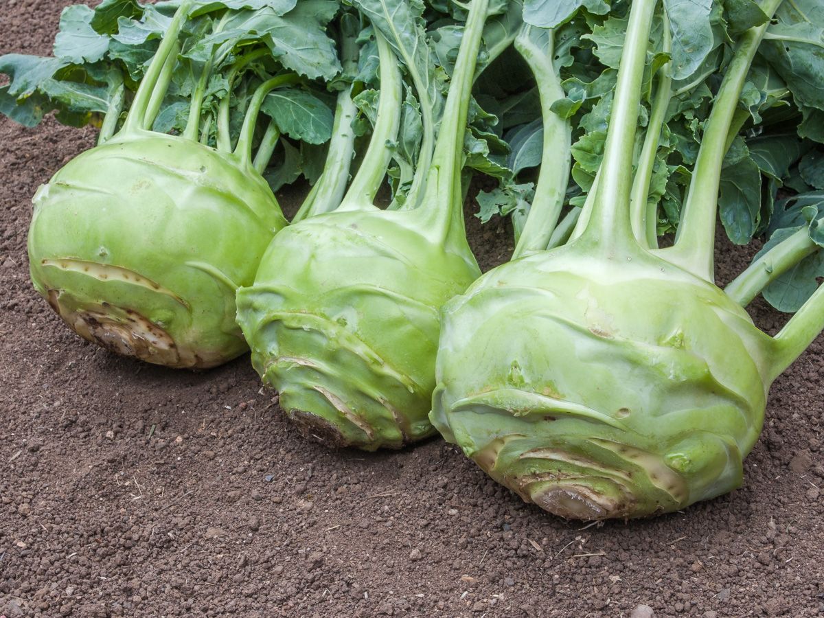 Frisch geerntete Kohlrabi Superschmelz mit großen, zarten Knollen im Garten