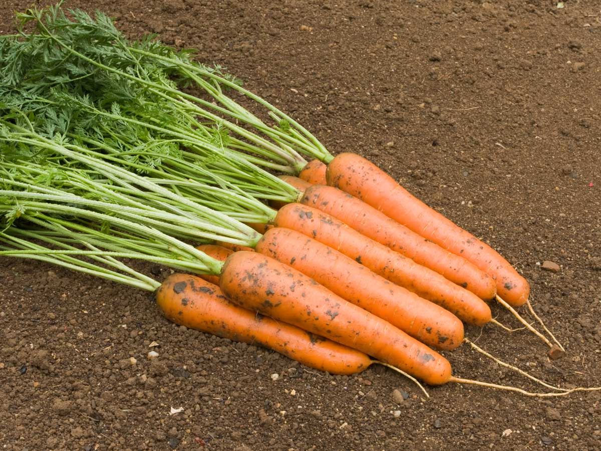 Bio-Möhre ‘Rodelika’ – lange, glattschalige Karotten (Daucus carota) mit Laub auf Ackerboden
