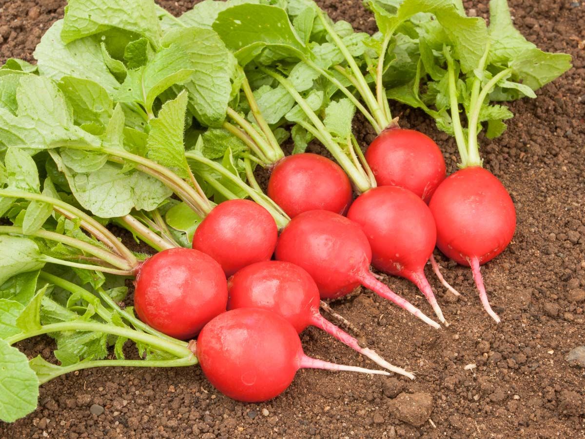 Frisch geerntete, karminrote Bio-Radieschen Sora mit knackigem, mittellangem Laub auf lockerem Gartenboden