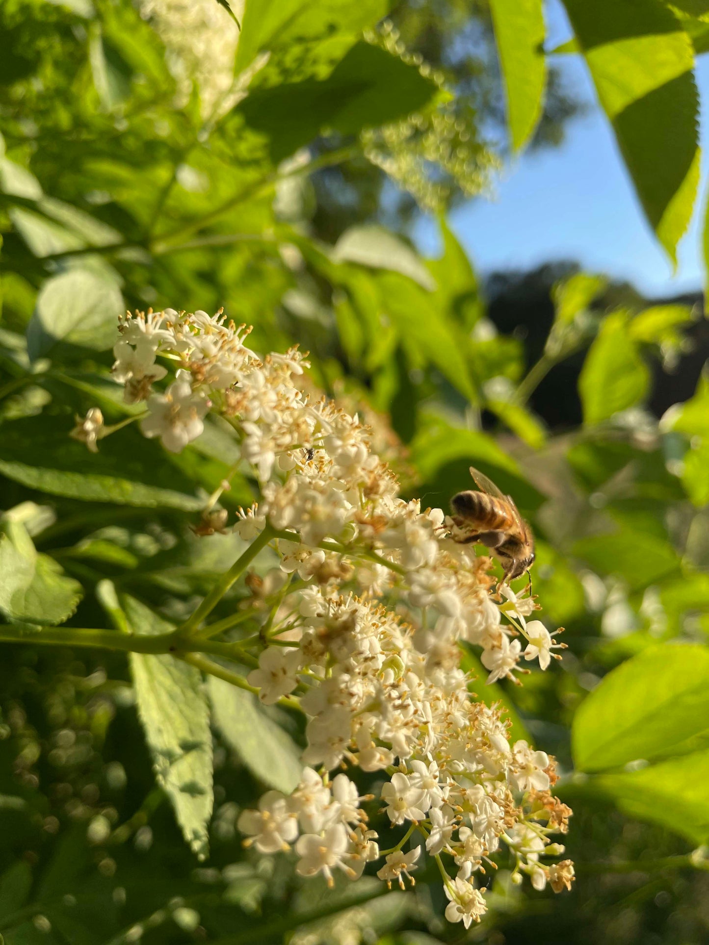 Holunder-mit-Biene_regionaler-Honig_Umweltschutz_Naturschutz_Imkerei-KALEO-siebengold_Siebengebirge_IMG_5960_500kb