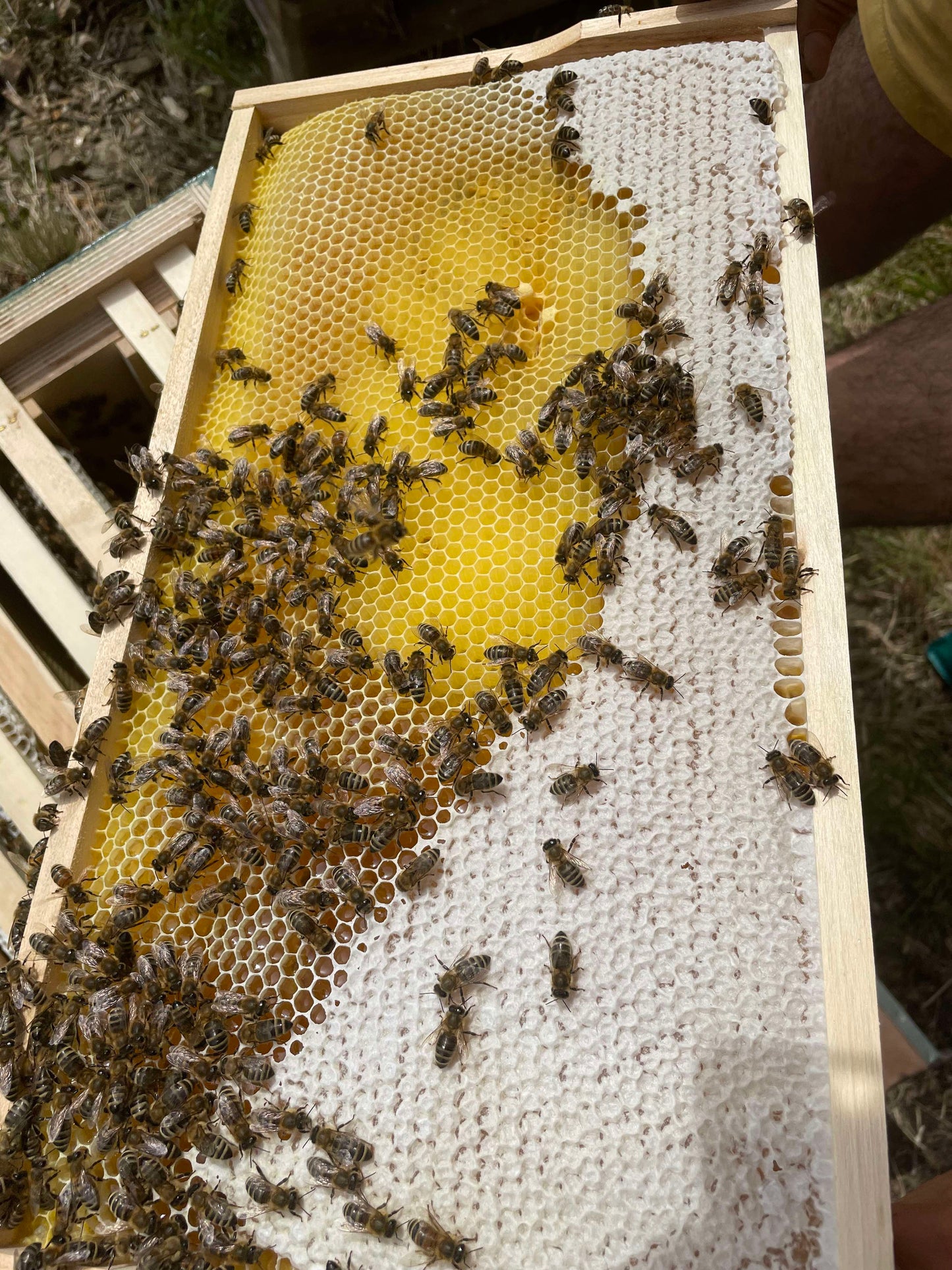 ImkereiKALEOsiebengold_Fruehjahrstracht_Honig_Siebengebirge_500g_edeka_rewe_honig_bonn_koenigswinter regional