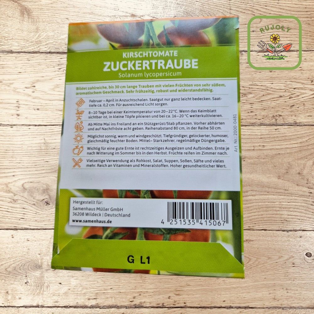 Reife Kirschtomaten Zuckertraube an der Pflanze im Garten