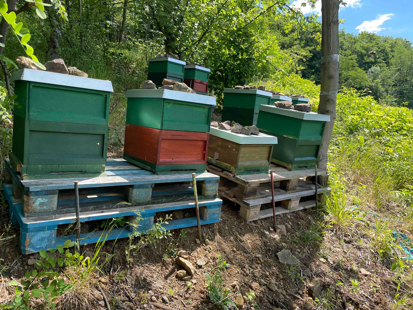 Oberkassel-Voelker Honig, naturbelassen, regional, Siebengebirge, aromatisch, antibakteriell, direkt abgefuellt, gesund.