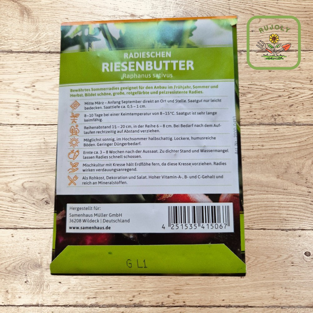 Leuchtend rote, große Radieschen Riesenbutter mit glatter Oberfläche im Gartenbeet – knackig und vitaminreich