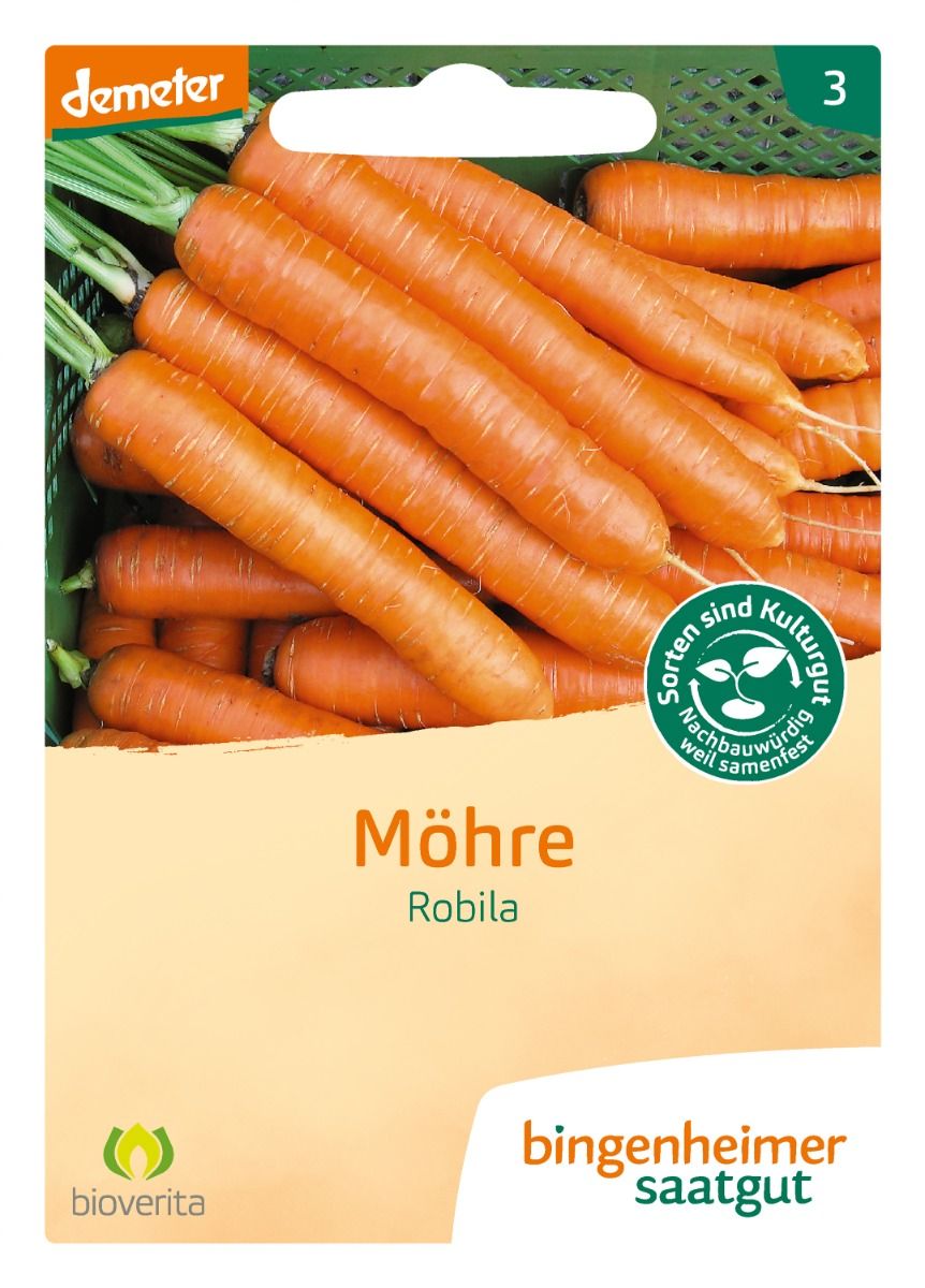 Ernte im Herbst – glatte, süße Karotten; auch als Lagermöhre geeignet
