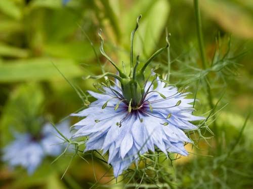 Jungfer im Grünen (Nigella damascena) – himmelblaue Blüte mit feingefiedertem Laub