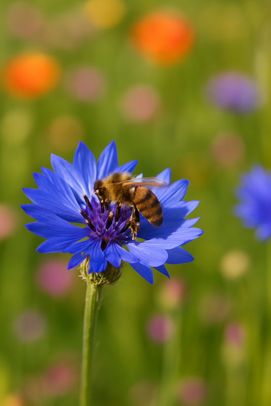 Honigbiene auf blauer Kornblume in blühender Sommerwiese – bienenfreundliche Blumen im Juni