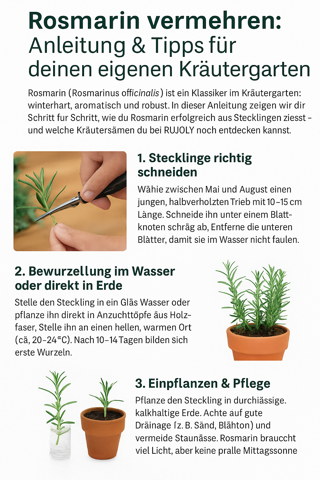Rosmarin vermehren Schritt für Schritt – Steckling schneiden, bewurzeln und einpflanzen. Anleitung für Hobbygärtner:innen von RUJOLY.