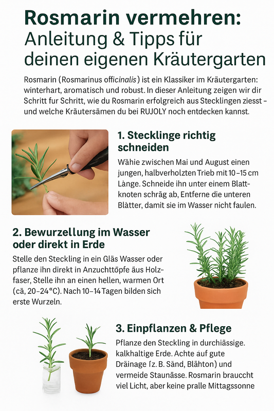 Rosmarin vermehren Schritt für Schritt – Steckling schneiden, bewurzeln und einpflanzen. Anleitung für Hobbygärtner:innen von RUJOLY.
