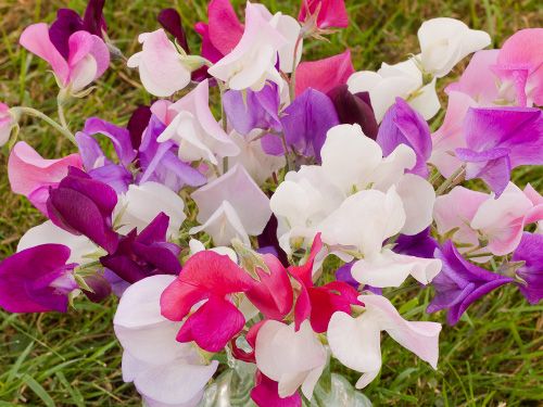 duftwicke-bluetenpracht.jpg – Blüten der Duftwicke in Rosa, Pink, Violett und Weiß in voller Blüte.