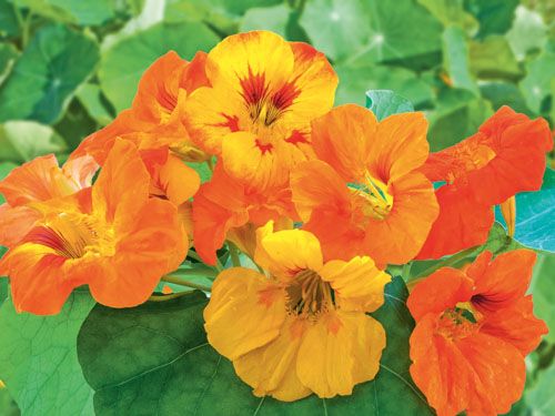Blütenvielfalt der Kapuzinerkresse mit leuchtenden Gelb-, Orange- und Rottönen