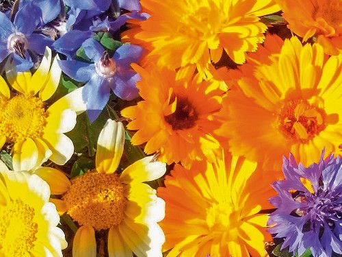 Essbare Blütenmischung Nahaufnahme: Verschiedene essbare Blüten in Gelb, Blau und Orange, darunter Ringelblumen und Kornblumen.