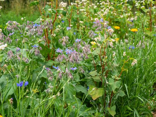 bluetenpracht_naturnaher_garten.jpg - Bunte Blühpflanzenmischung mit verschiedenen Blumenarten im naturnahen Garten, die Nützlinge wie Bienen und Schmetterlinge anzieht.