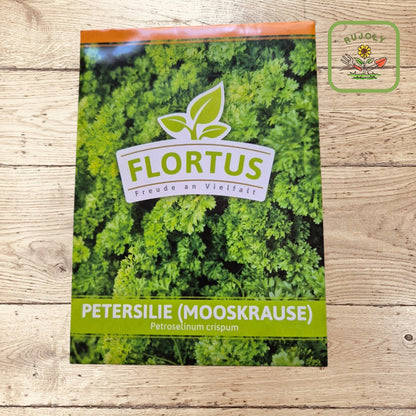 Petersilie Mooskrause mit krausen, grünen Blättern im Gartenbeet – aromatisch und vitaminreiches Würzkraut für die Küche