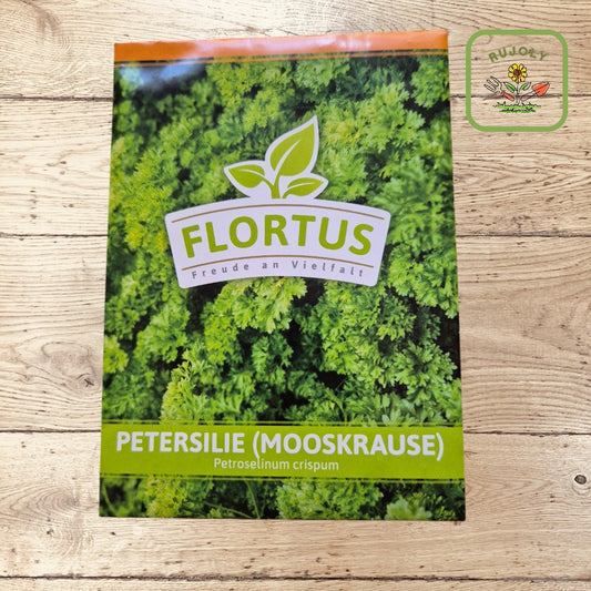 Petersilie Mooskrause mit krausen, grünen Blättern im Gartenbeet – aromatisch und vitaminreiches Würzkraut für die Küche