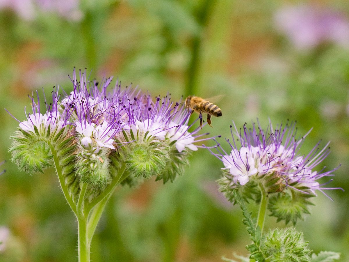 phazelie-bluete-biene.jpg – Nahaufnahme der Phazelie-Blüte mit einer Biene, die Nektar sammelt.