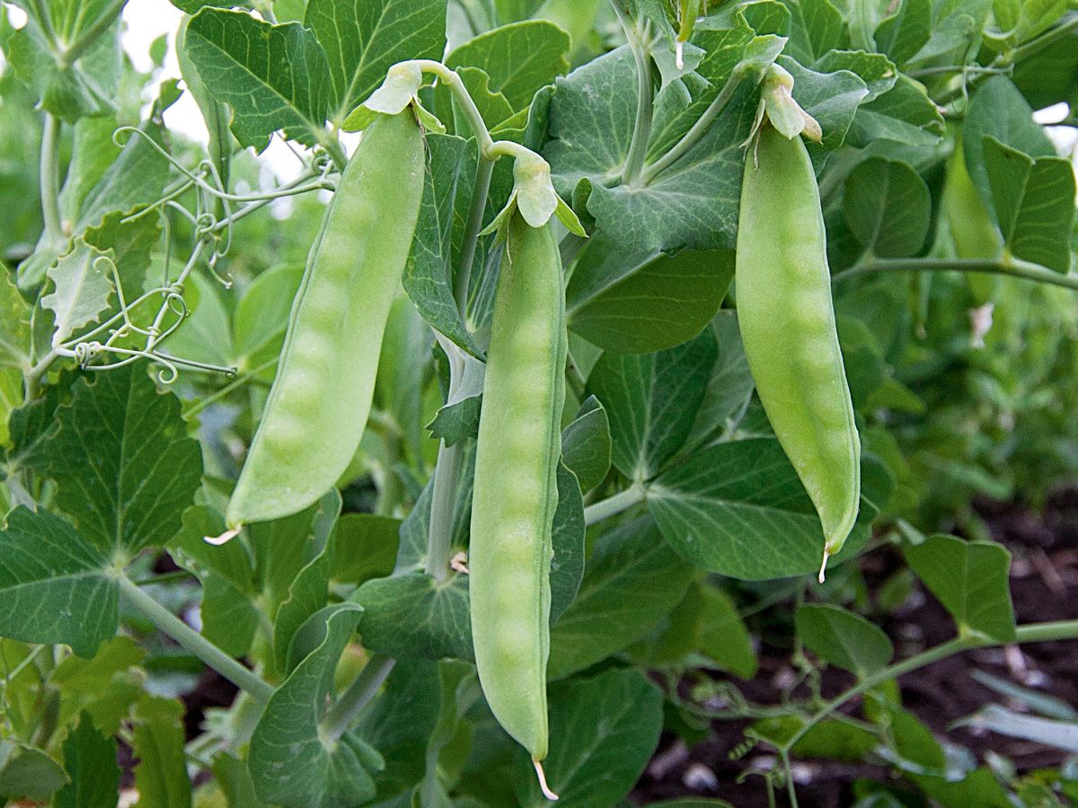 Frische mittelgrüne Hülsen der Zuckererbse Ambrosia an der Pflanze im Garten