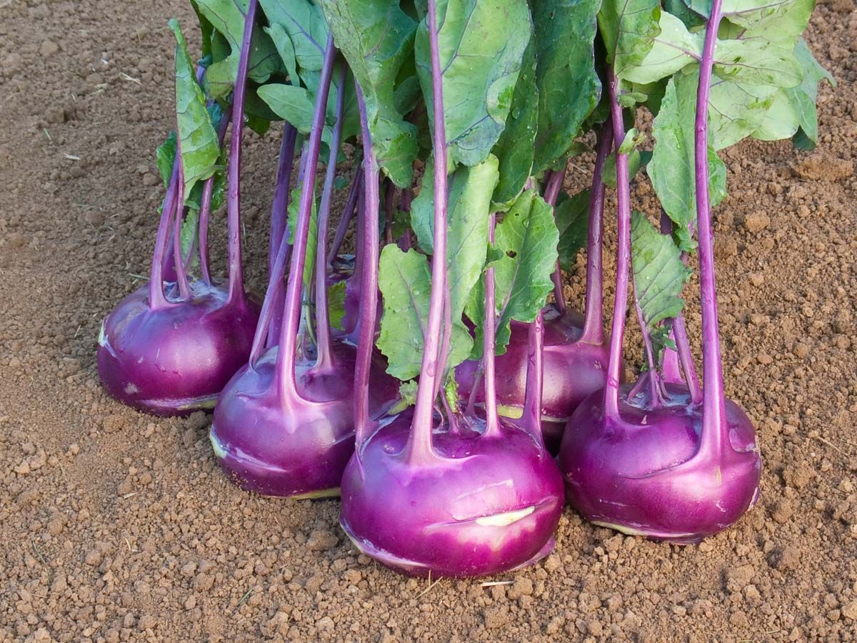 Frisch geernteter Bio-Kohlrabi Azur Star mit tiefblauen, zarten Knollen im Garten