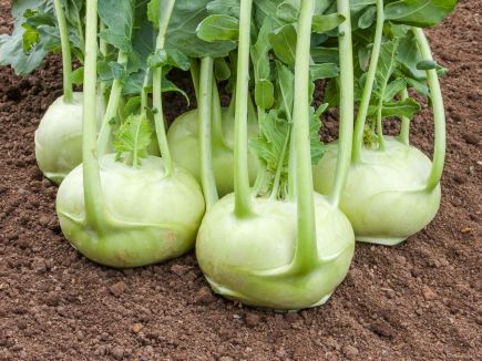 Frisch geerntete, flachrunde Kohlrabi-Knollen der Sorte Rasko mit kräftigem Laub auf Gartenboden