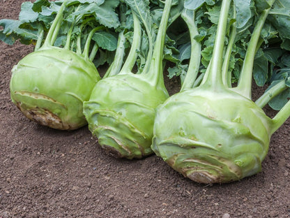 Frisch geerntete Kohlrabi Superschmelz mit großen, zarten Knollen im Garten