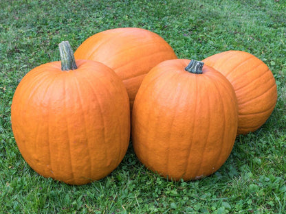 Kürbis ‘Jack o’Lantern’ – Kürbissamen für Freiland, runde Früchte