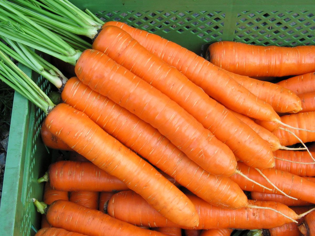 Frisch geerntete, lange Bio-Möhren der Sorte Robila, kräftig orange und zylindrisch geformt in einer grünen Kiste.