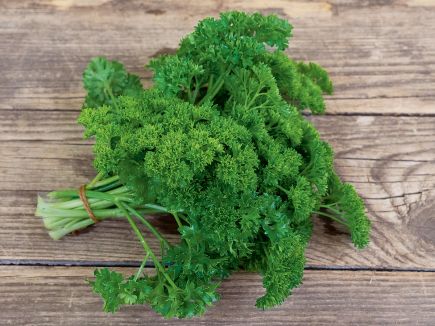 Frische Mooskrause-Petersilie, geerntet im Garten