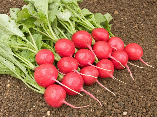 Frisch geerntete, leuchtend rote Radieschen Rudi mit kräftigem, kurzlaubigem Grün auf lockerem Gartenboden