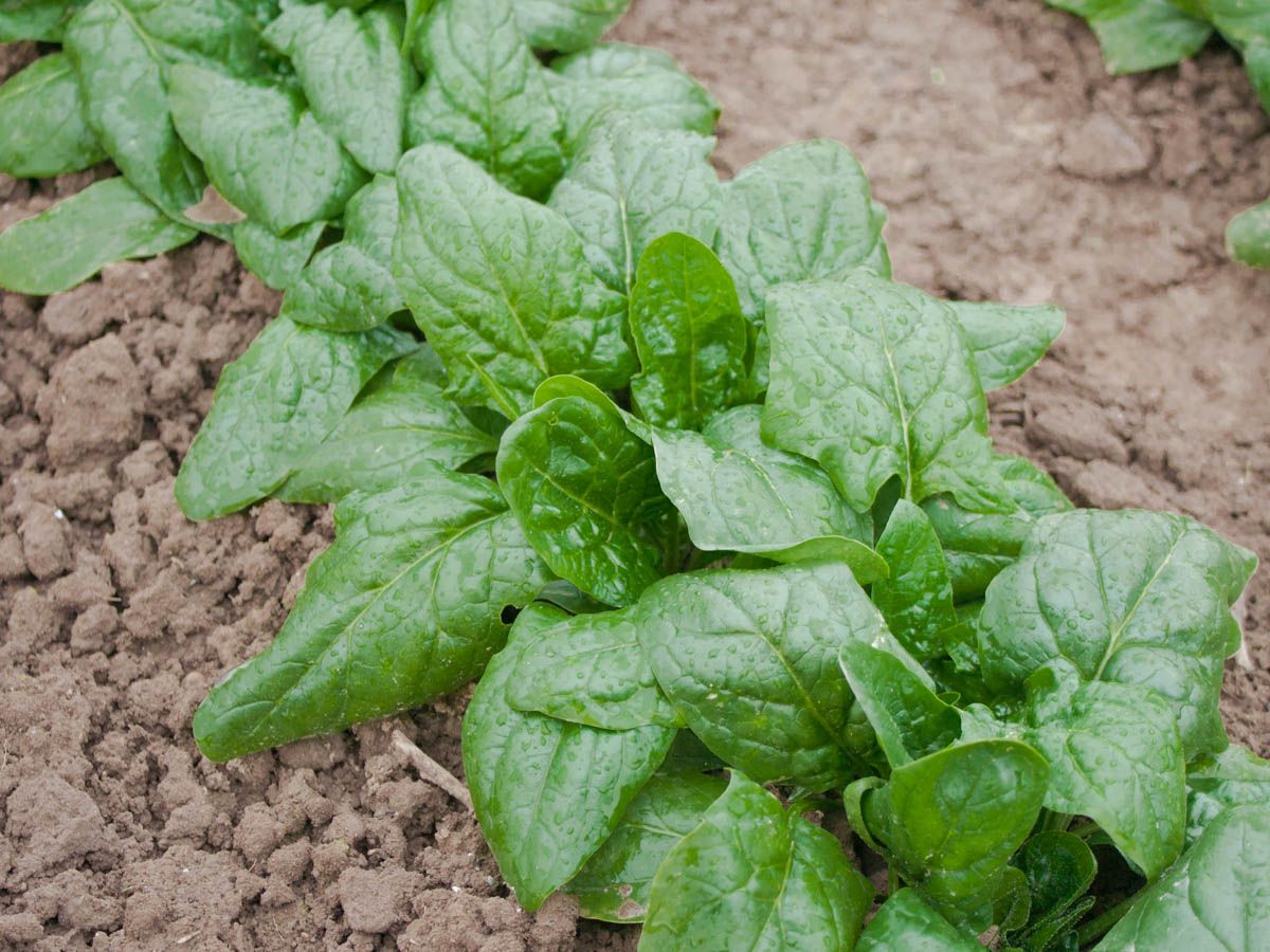Frischer Spinat im Garten: Kräftig grüne Blätter des Spinats 'Winterriesen/Verdil', gewachsen auf lockerem Boden.