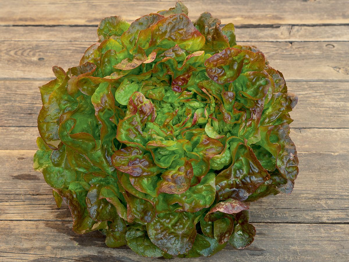 Eichblattsalat Bijella Nahaufnahme: Kompakter Eichblattsalat mit rotbraunen, grünen Blättern auf Holztisch.