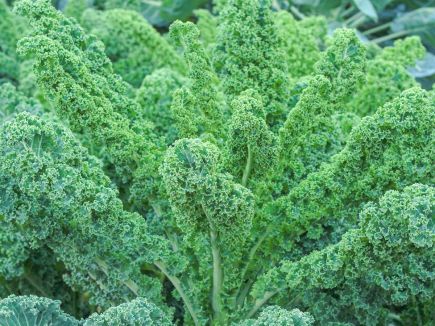 gruenkohl-lerchenzungen-pflanze.jpg: Feingekrauster Grünkohl 'Lerchenzungen' mit schmalen, hängenden Blättern im Garten.