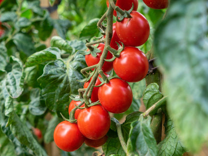 Leuchtend rote Bio-Cherrytomaten Philamina an der Pflanze im Freilandanbau