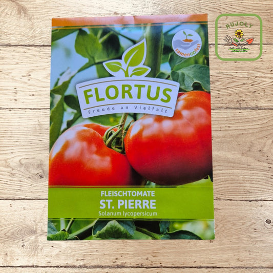 Reife Fleischtomaten St. Pierre an der Pflanze im Garten