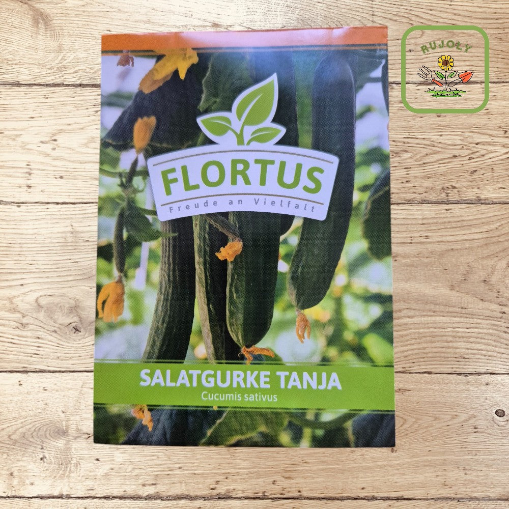 Frische Salatgurke Tanja am Strauch im Garten – ertragreich und bitterfrei