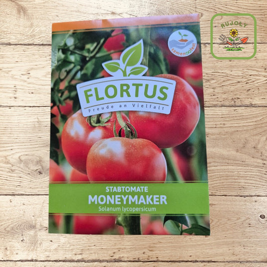 Reife Tomate Moneymaker an der Pflanze im Garten