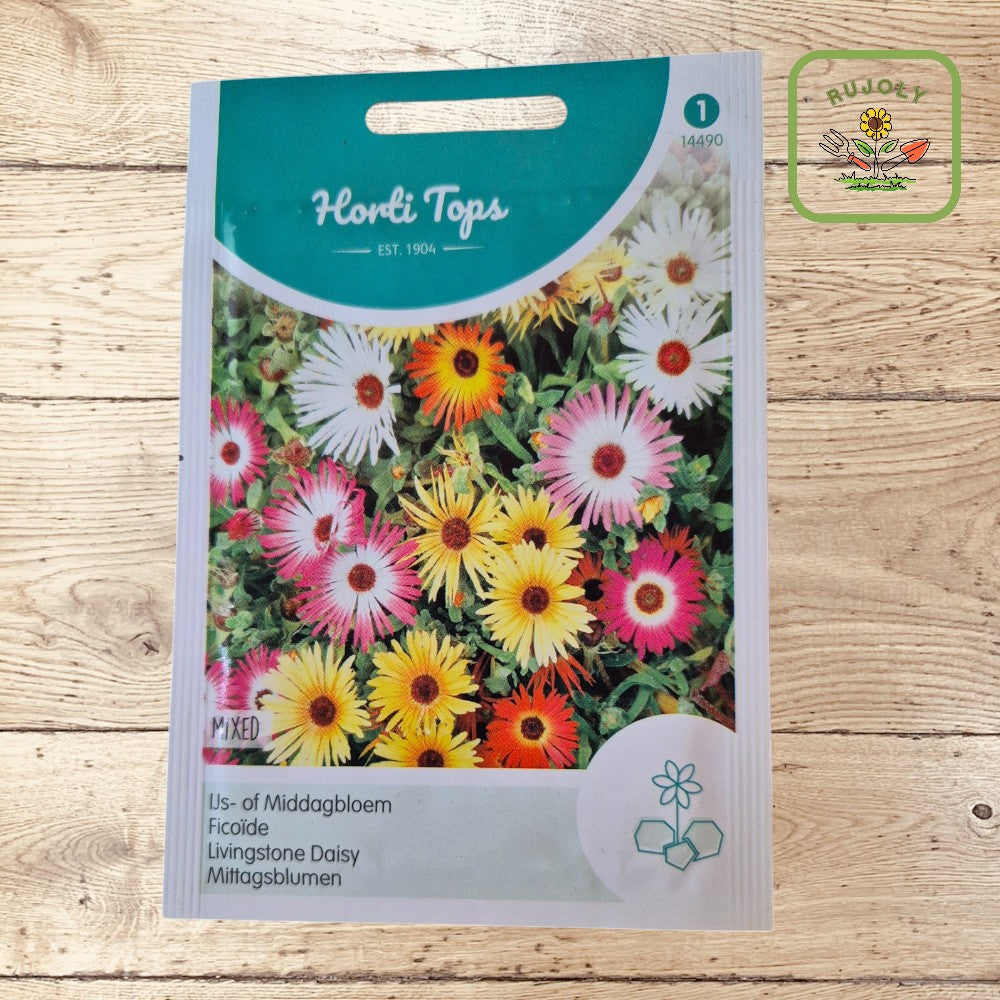 Mittagsblume Mischung – Farbenfroher Blumenteppich (Dorotheanthus bellidiformis) für sonnige Standorte