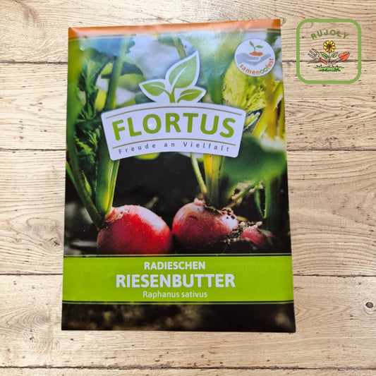 Leuchtend rote, große Radieschen Riesenbutter mit glatter Oberfläche im Gartenbeet – knackig und vitaminreich