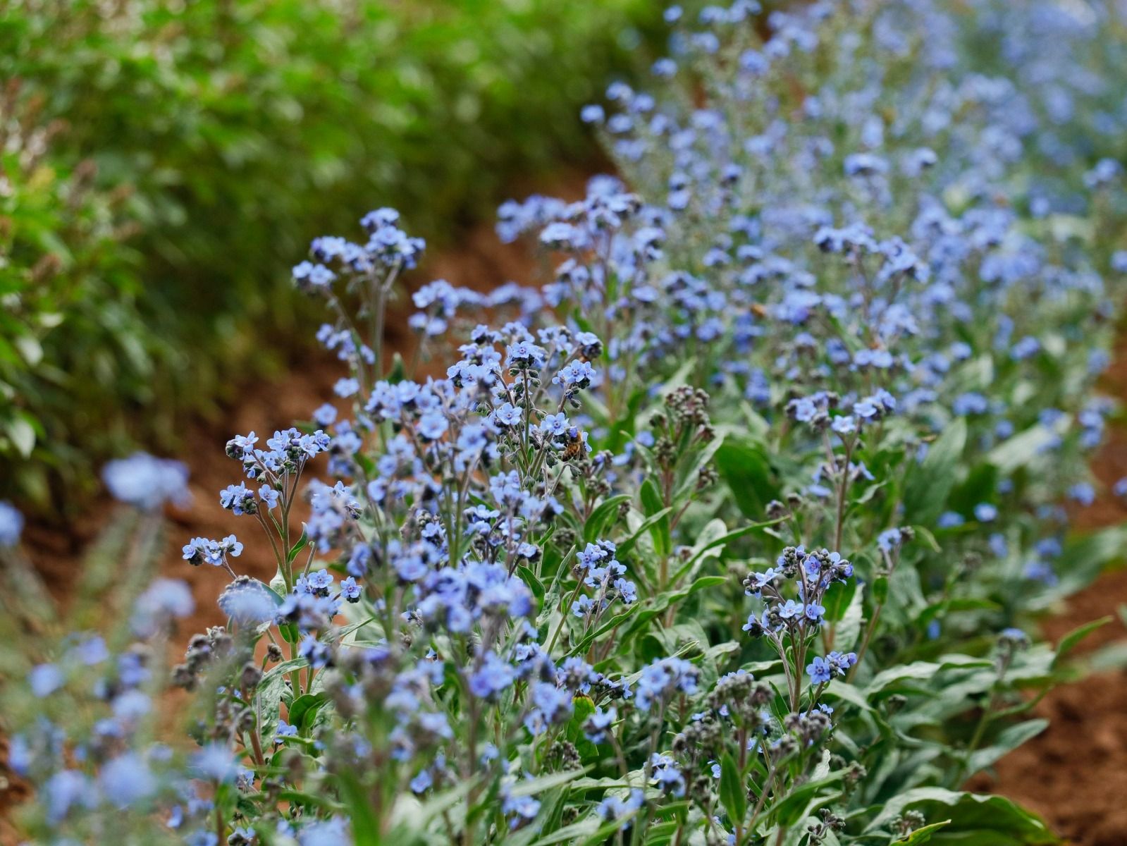 Blühendes Chinesisches Vergissmeinnicht mit leuchtend blauen Blüten in einer Gartenlandschaft.
