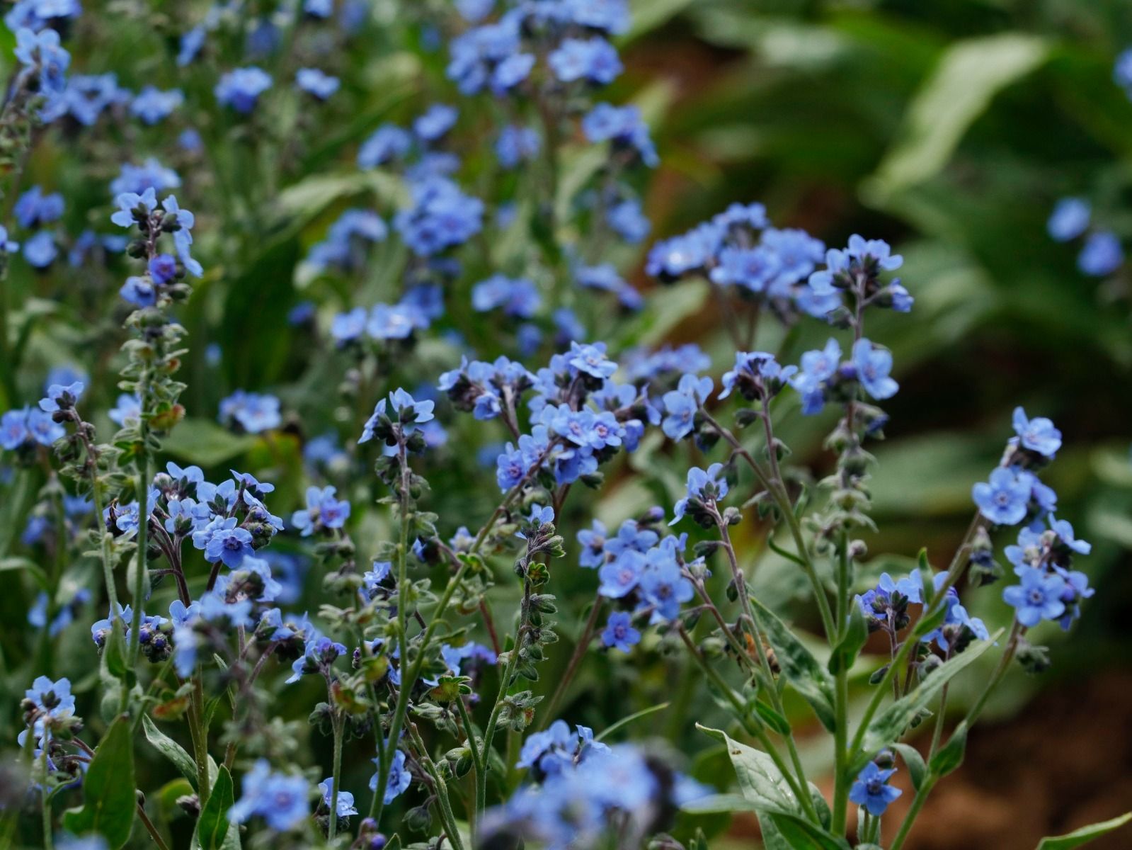 Nahaufnahme der azurblauen Blüten des Chinesischen Vergissmeinnichts mit grünen Blättern.