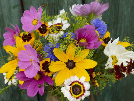 Blütenvielfalt der Bauerngarten Sommerblumenmischung mit bunten Gartenblumen.