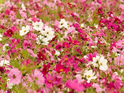 Cosmea Farbmischung – Bluetenmeer in Rosa, Pink und Weiss im naturnahen Garten