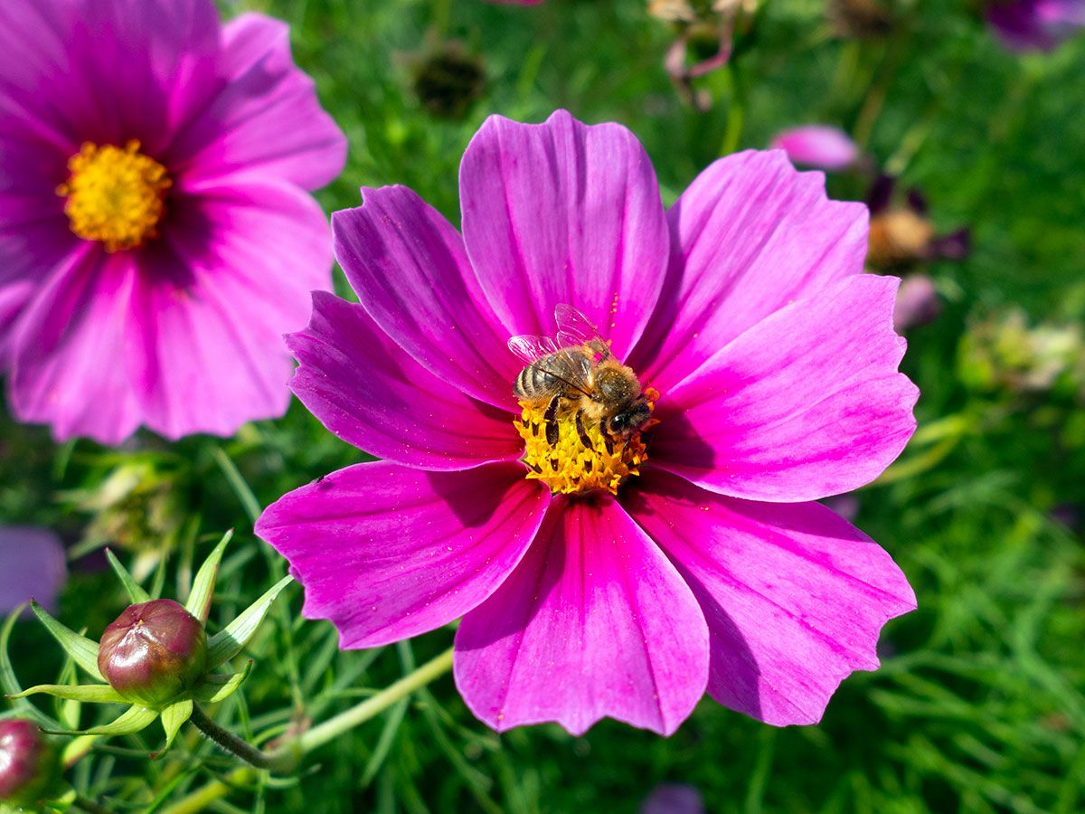 Cosmos bipinnatus – pinke Cosmea mit Biene auf der Bluete, detailreiche Nahaufnahme