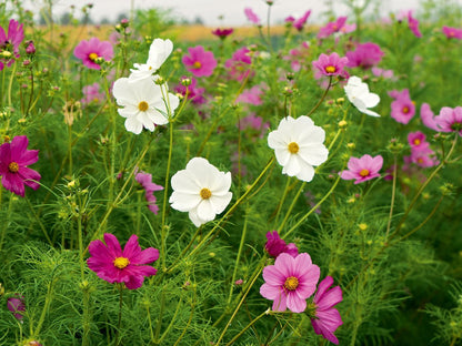 Kosmee Farbmischung – weiße, rosa und pinke Cosmea im sommerlichen Beet, bienenfreundlich