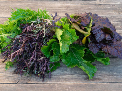 Asia-Salate: Mizuna, Red Giant, Green in Snow, Moutarde Rouge Metis – bunter würziger Mix