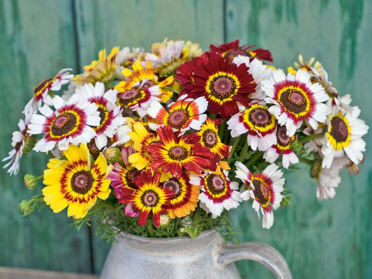 Bunte Wucherblume mit geringelten Blüten in Weiß, Gelb, Rot und Orange in einer Vase