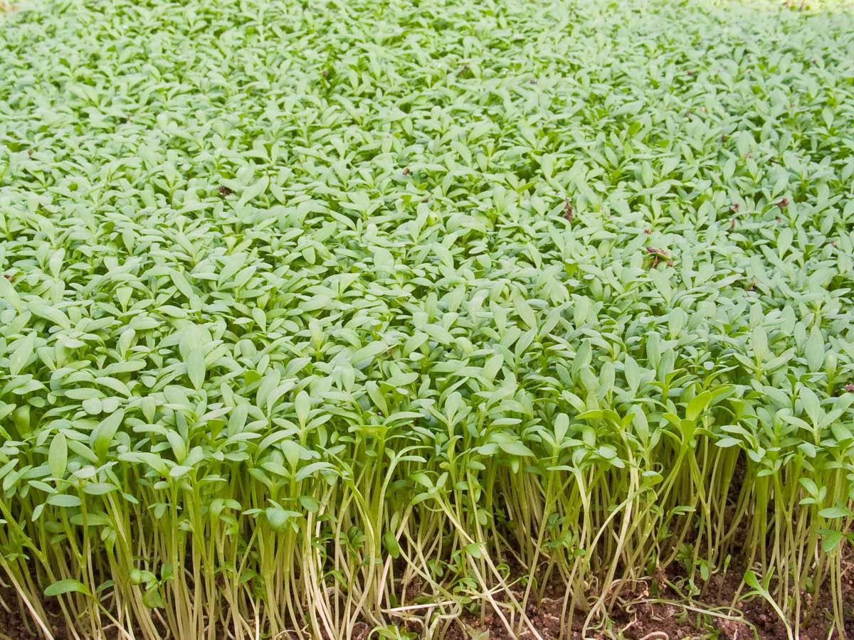 Bio Einfache Kresse von Bingenheimer Saatgut als dichter grüner Pflanzenbestand