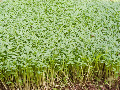 Bio Einfache Kresse von Bingenheimer Saatgut als dichter grüner Pflanzenbestand