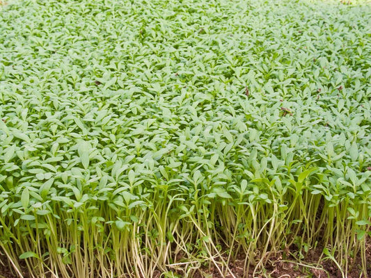 Bio Einfache Kresse von Bingenheimer Saatgut als dichter grüner Pflanzenbestand