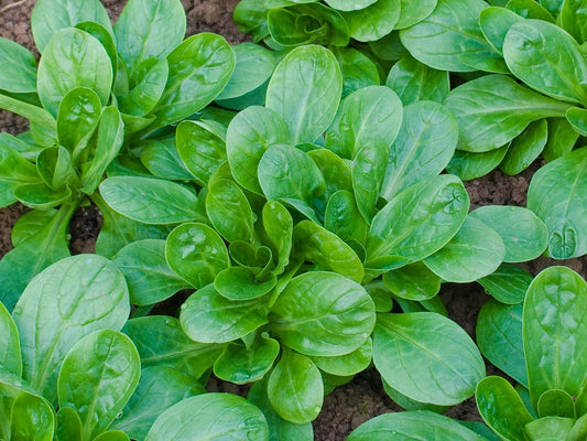 Feldsalat ‘Elan’ im Beet – raschwüchsige, glattrandige Rosetten mit nussigem Aroma