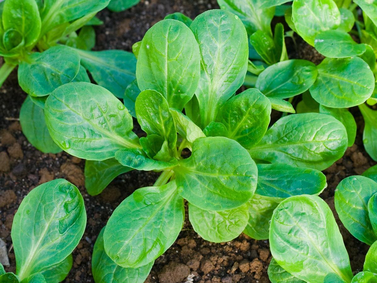 Feldsalat ‘Verte à cœur plein 2’ im Beet – dunkelgrüne, löffelförmige Blätter; winterhart, spätes Schossen